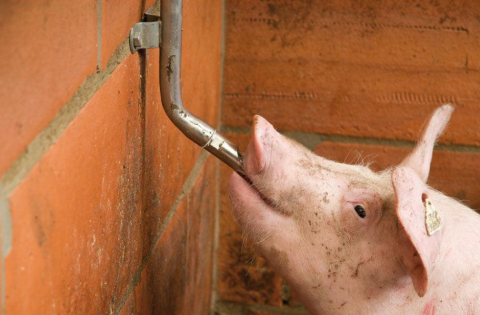 Suzeta mare adapare porci 1/2 [1]