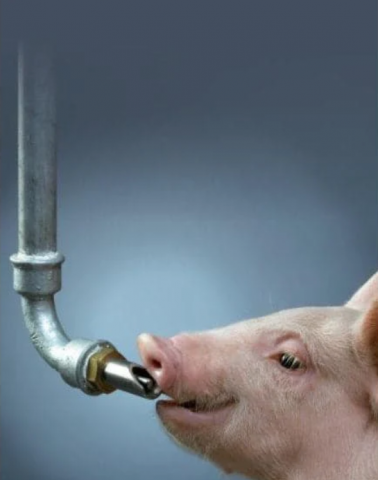 Suzeta mare adapare porci 3/4 [2]
