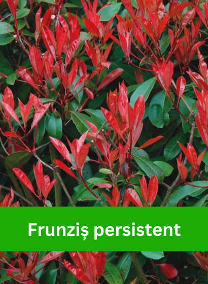Banner home page_Frunzis persistent