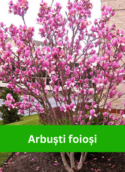 Banner Arbusti foiosi