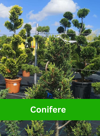 Banner home page conifere_principal