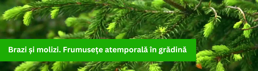 Banner_Brazi si molizi