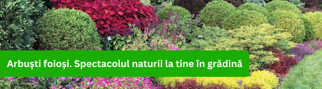 Banner categorie arbusti foiosi