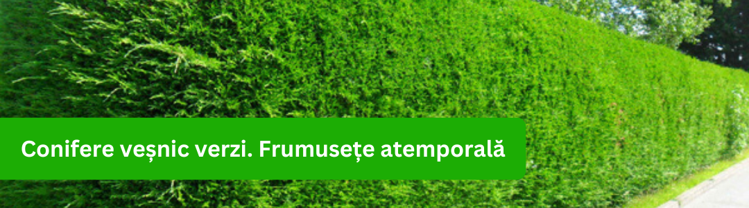 Banner conifere_2024