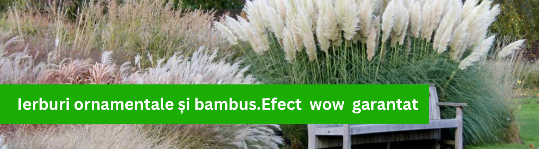 Banner_Ierburi ornamentale si bambus