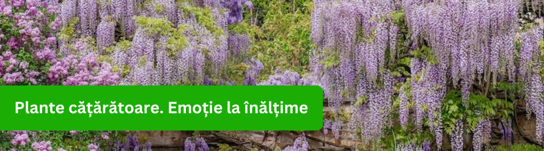 Banner plante cataratoare_2024