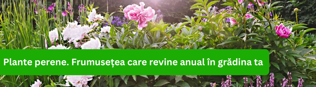 Banner categorie plante perene_2024