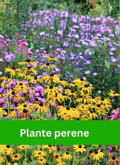 Banner plante perene
