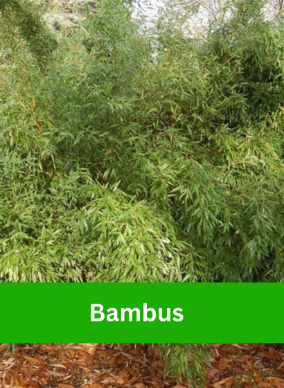 Banner secundar bambus_home page_2024