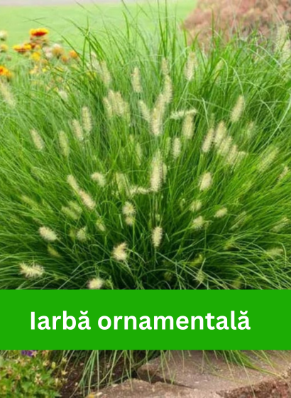 Banner secundar_Iarba ornamantala_home page_2024
