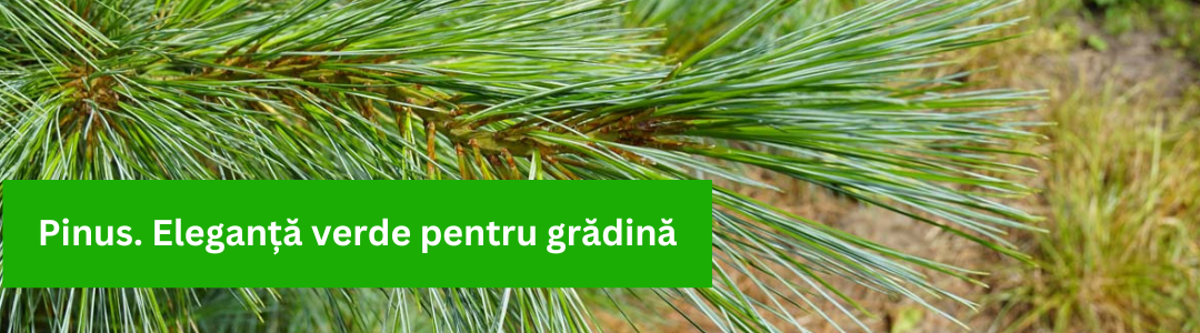 Banner_Pinus