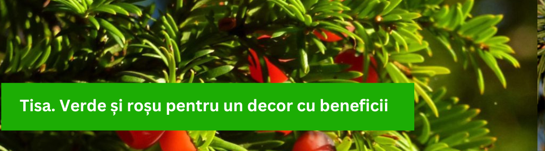 Banner_Taxus