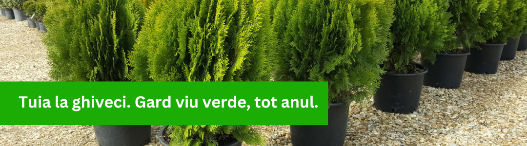 Banner_Thuja