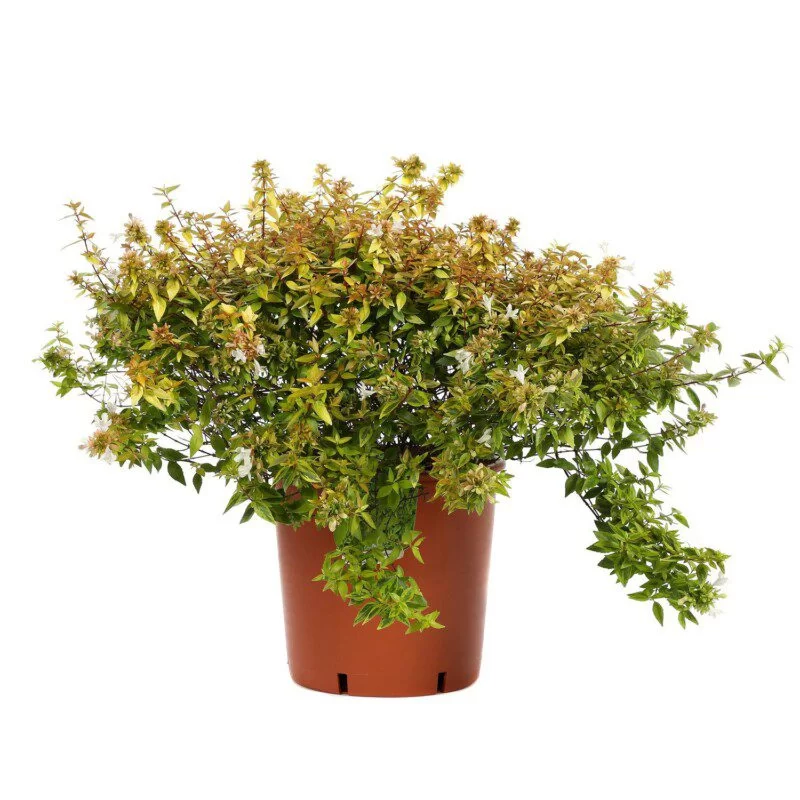 Abelia x grandiflora 'Kaleidoscope' - Abelie cu frunze variegate [4]
