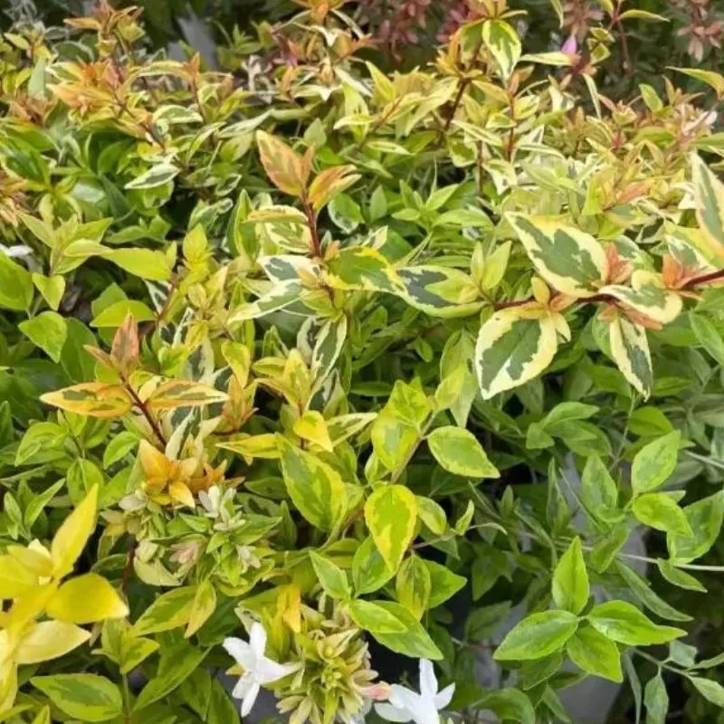 Abelia x grandiflora 'Kaleidoscope' - Abelie cu frunze variegate [3]