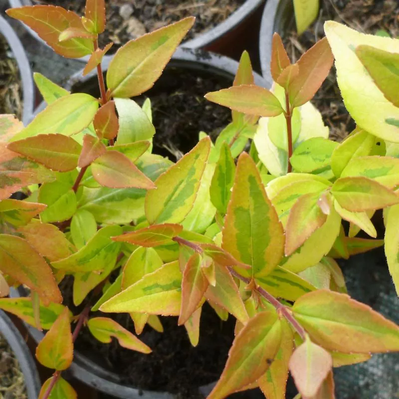 Abelia x grandiflora 'Kaleidoscope' - Abelie cu frunze variegate [2]