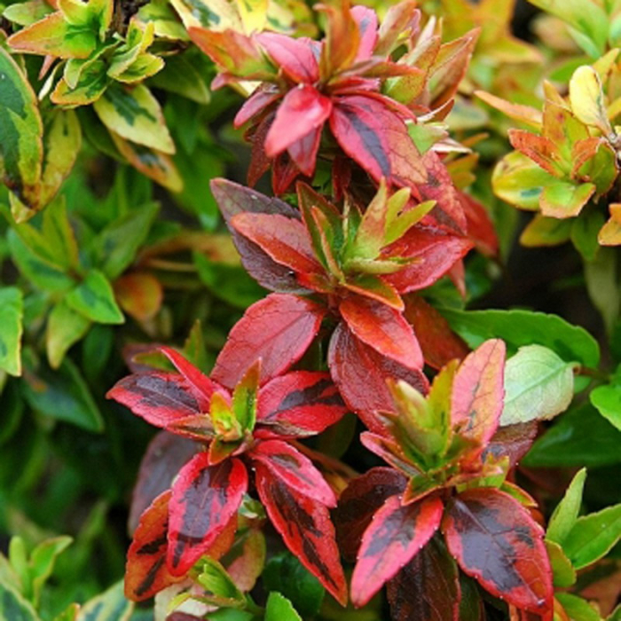Abelia x grandiflora 'Kaleidoscope' - Abelie cu frunze variegate [1]