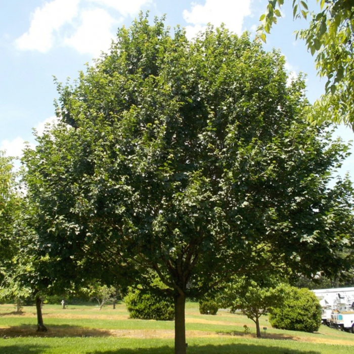 Acer campestre - Arțar de câmp [3]