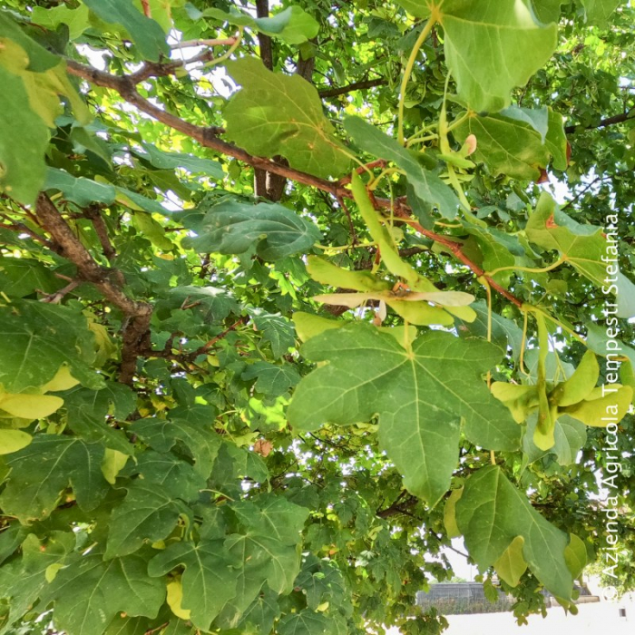 Acer campestre zolla 35/40 alto fusto  - Arțar de câmp la balot pe tulpină înaltă [1]