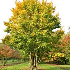 Acer campestre zolla 35/40 alto fusto  - Arțar de câmp la balot pe tulpină înaltă [2]