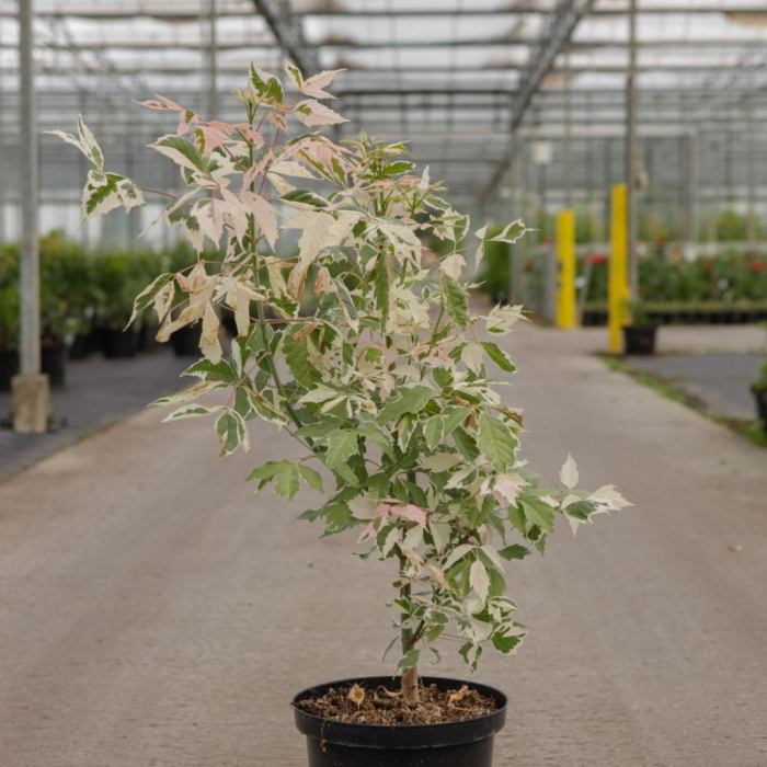 Acer negundo 'Flamingo'  - Arțar american [3]