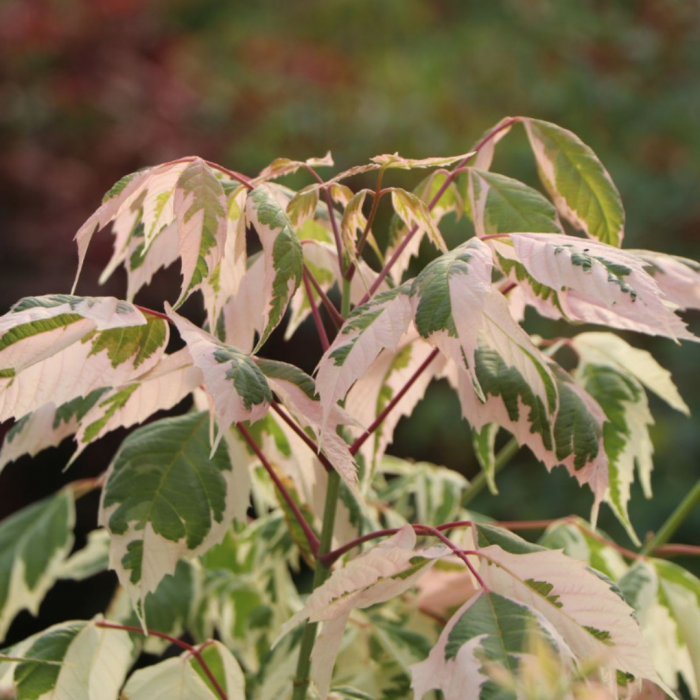 Acer negundo 'Flamingo'  - Arțar american [2]