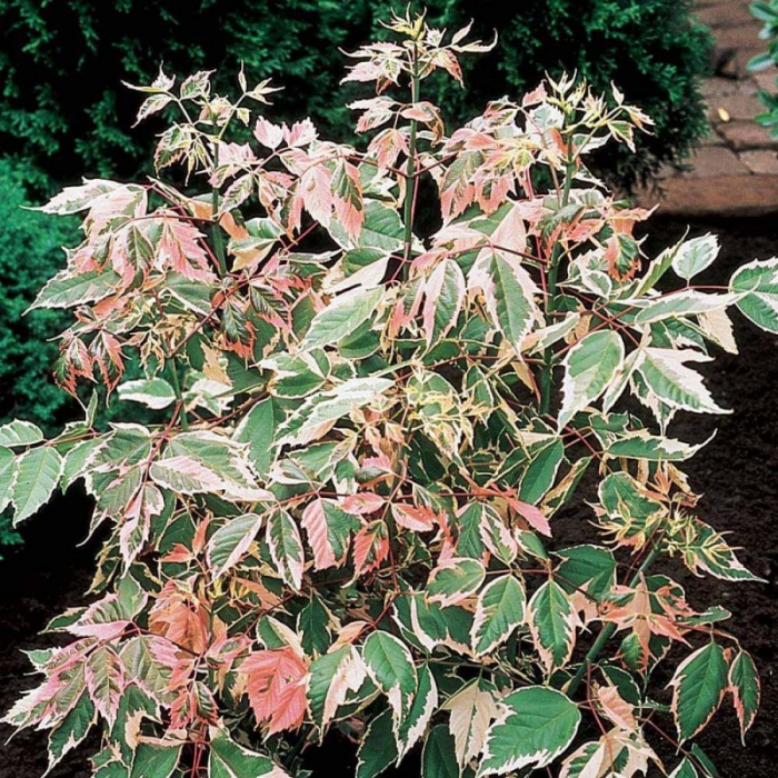 Acer negundo 'Flamingo'  - Arțar american [1]