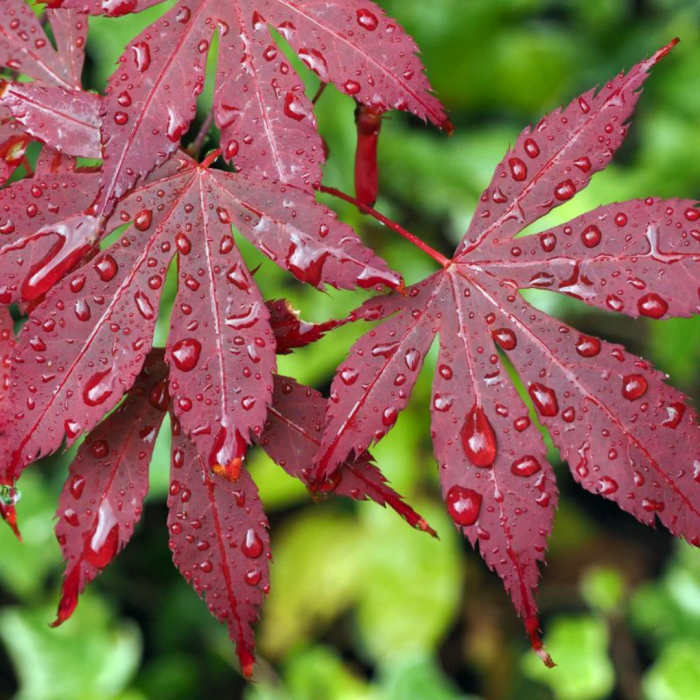 Acer palmatum 'Bloodgood' - Arțar japonez [2]