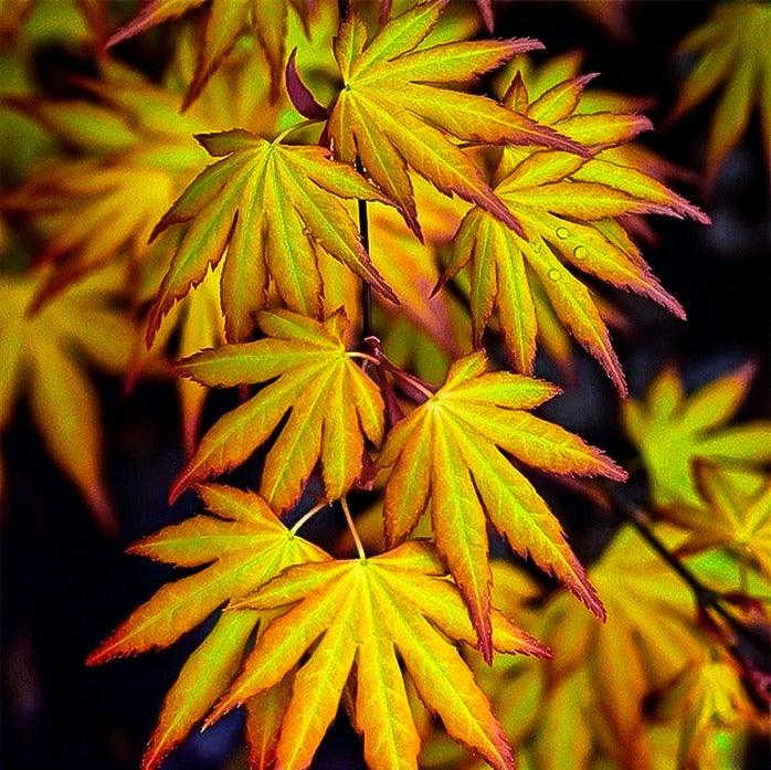 Acer palmatum 'Katsura' -  Arțar japonez 'Katsura' [3]