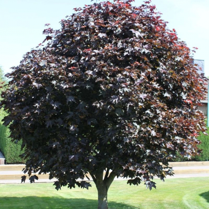 Acer platanoides 'Faassen’s Black' - Arțar cu frunze roșii [3]