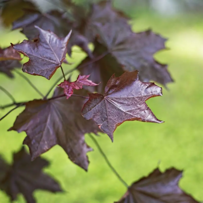 Acer platanoides 'Faassen’s Black' - Arțar cu frunze roșii [2]