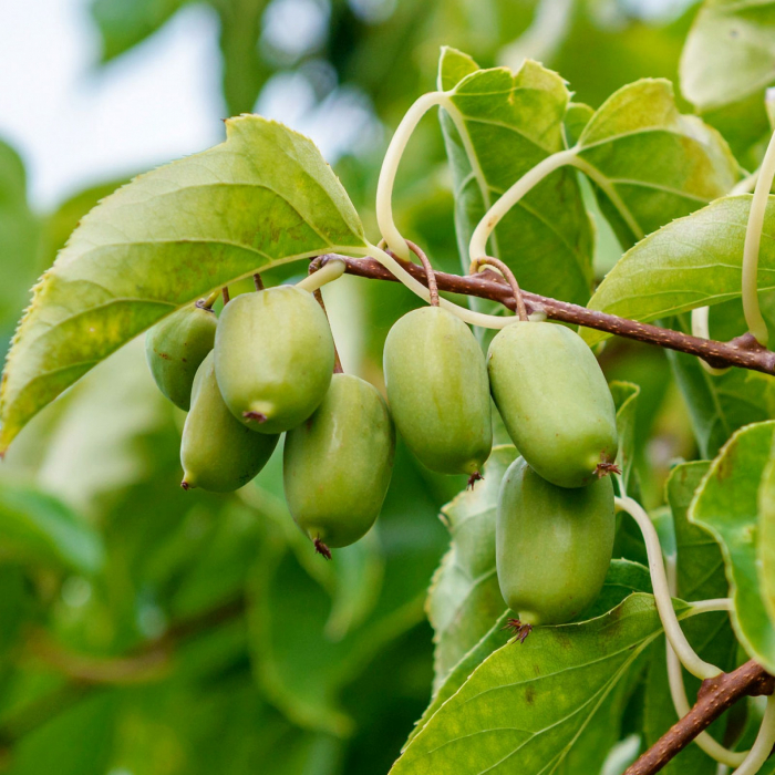 Actinidia in varieta'  spalliera - Kiwi pe spalier [1]