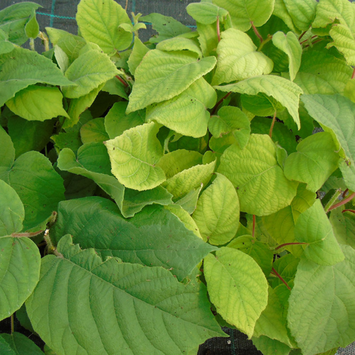 Actinidia in varieta'  spalliera - Kiwi pe spalier [2]