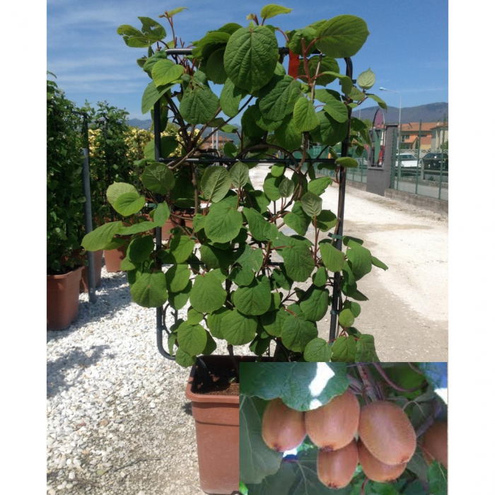 Actinidia in varieta'  spalliera - Kiwi pe spalier [3]