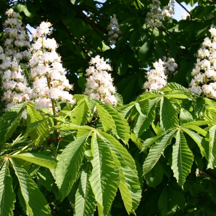 Aesculus hippocastanum 'Baumannii' -  Castan sălbatic [2]