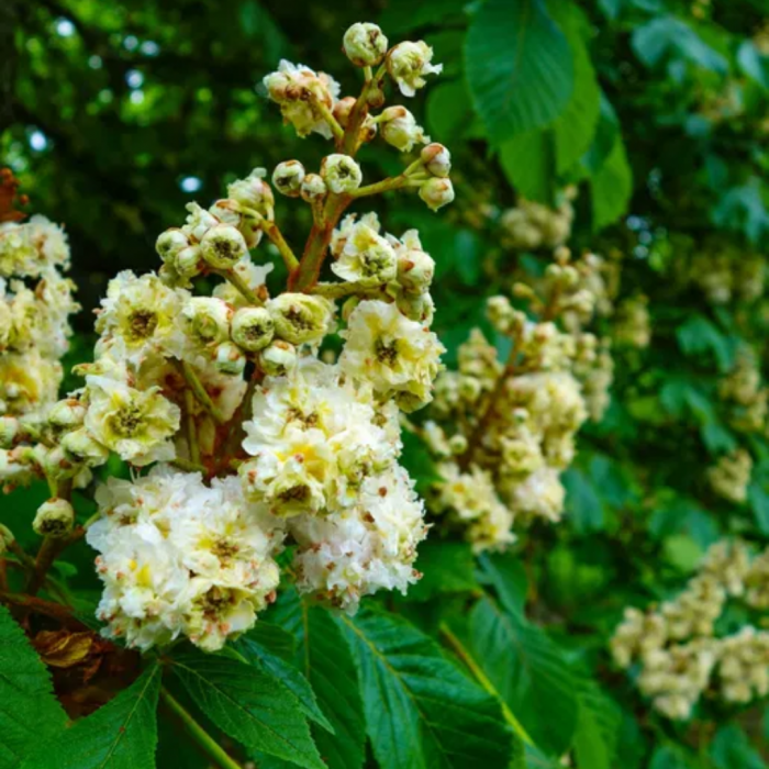 Aesculus hippocastanum 'Baumannii' -  Castan sălbatic [3]