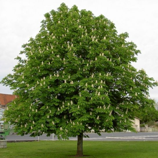 Aesculus hippocastanum 'Baumannii' -  Castan sălbatic [1]