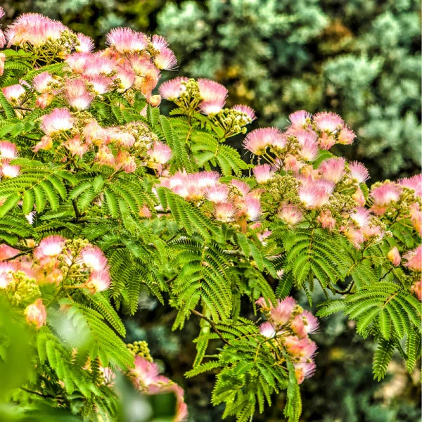 Albizia julibrissin 'Ombrella' mezzo fusto - Arborele de mătase - altoit pe trunchi [3]