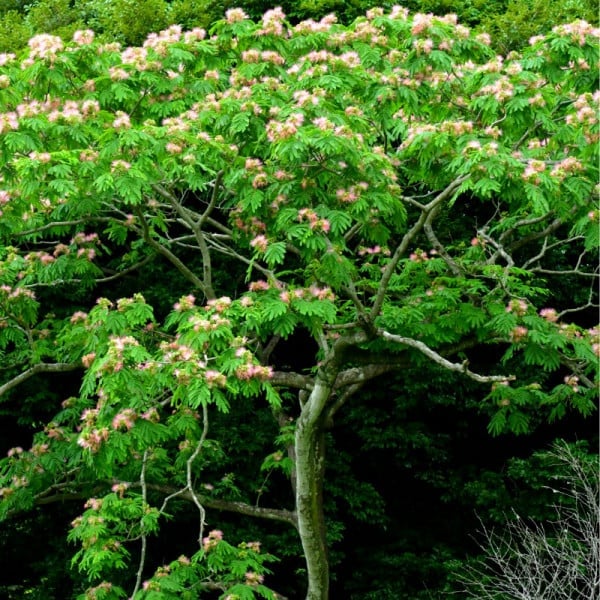 Albizia julibrissin 'Ombrella' mezzo fusto - Arborele de mătase - altoit pe trunchi [2]