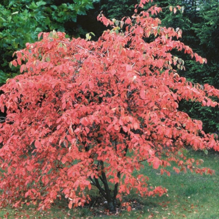 Amelanchier canadensis 'Lamarckii' - Arborele de stafide 'Lamarckii' [2]