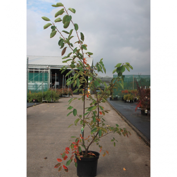 Amelanchier canadensis 'Lamarckii' - Arborele de stafide 'Lamarckii' [4]