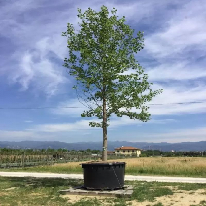 Liriodendron tulipifera - Arborele de lalea [1]
