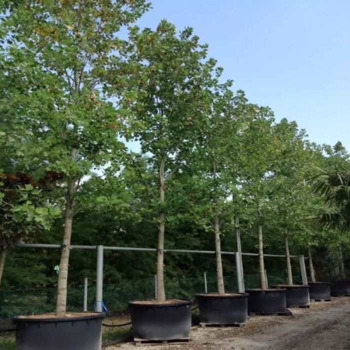 Liriodendron tulipifera - Arborele de lalea [2]