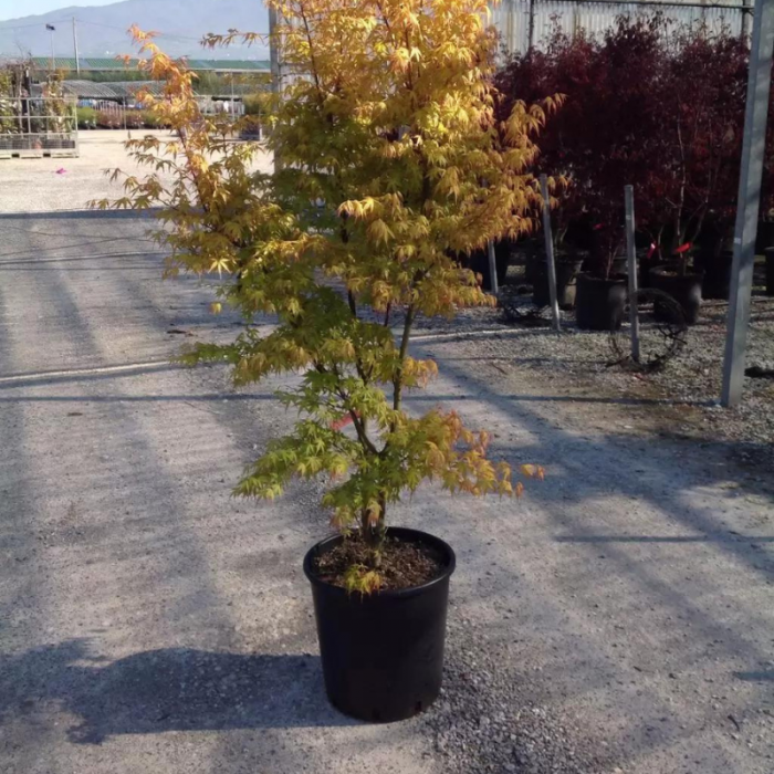 Acer palmatum 'Katsura' -  Arțar japonez 'Katsura' [2]