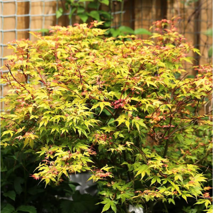 Acer palmatum 'Katsura' -  Arțar japonez 'Katsura' [1]