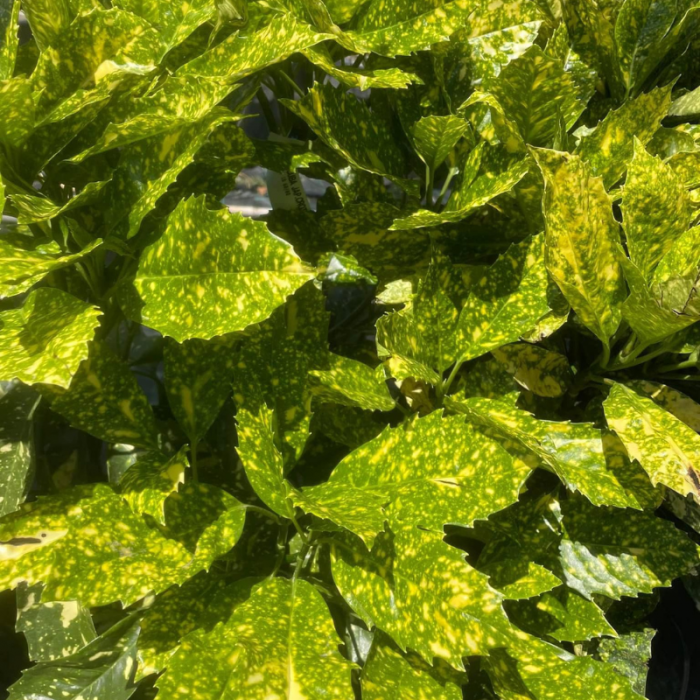 Aucuba japonica Crotonofolia - Pom de aur [3]