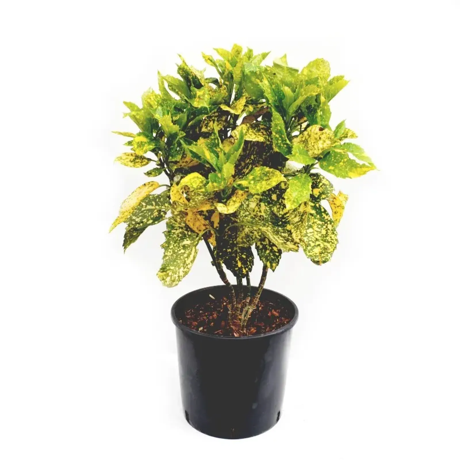 Aucuba japonica Crotonofolia - Pom de aur [4]