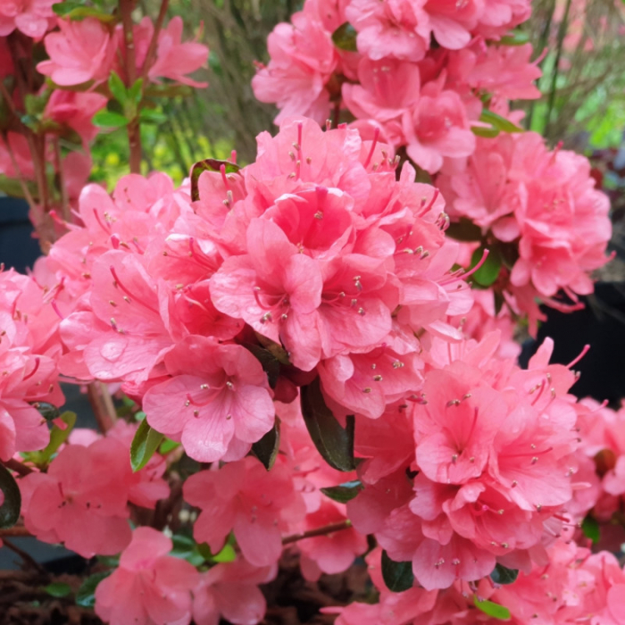 Azalea japonica - Azalee japoneză [3]