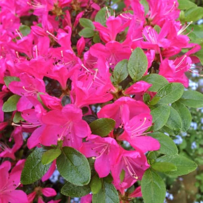 Azalea japonica - Azalee japoneză [1]