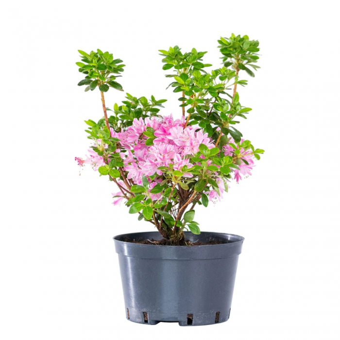 Azalea japonica - Azalee japoneză [2]
